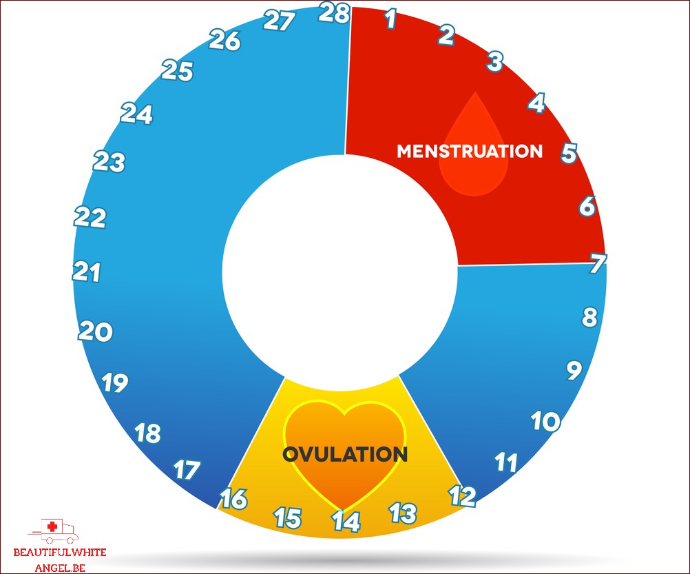 Cycle menstruel comment fonctionne-t-il