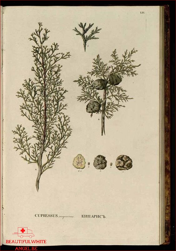 Cyprès Cupressus sempervirens propriétés bienfaits de cette plante en phytothérapie