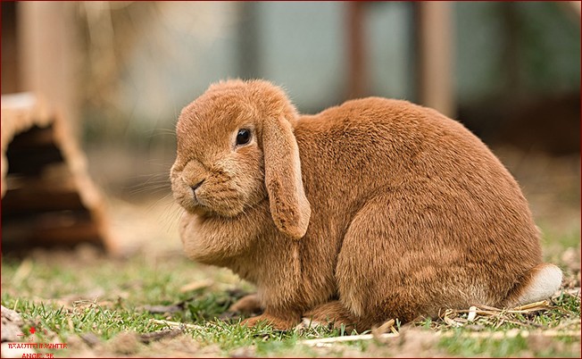 Décodez le comportement du lapin - Comprendre son lapin - Langage du lapin