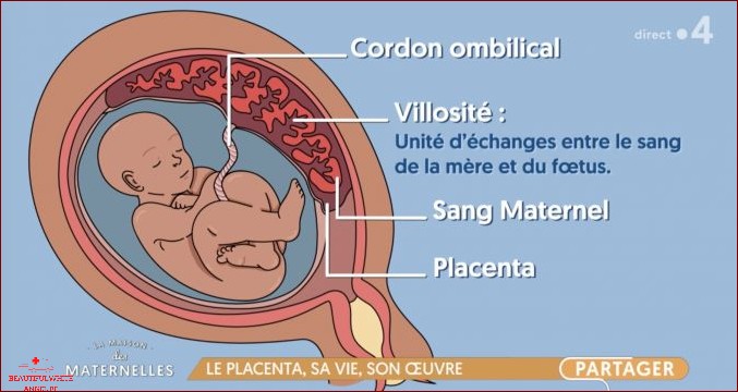 Le placenta son rôle ses anomalies son expulsion
