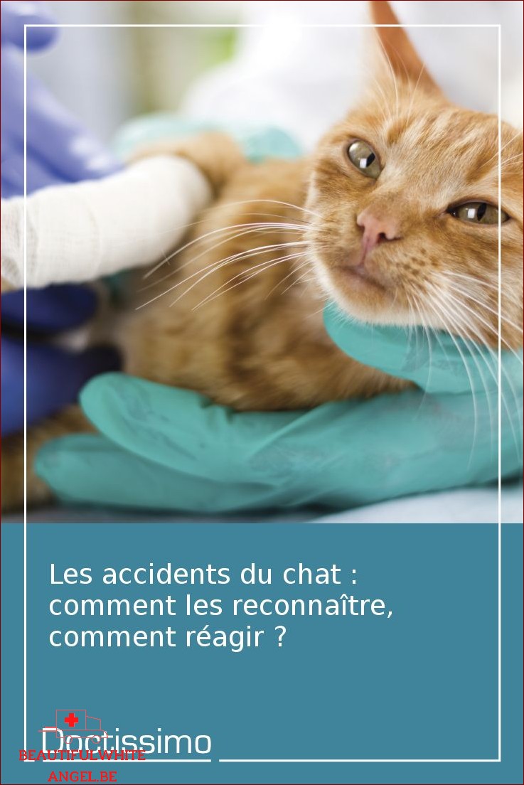 Les accidents du chat comment les reconnaître comment réagir Gestes d urgence