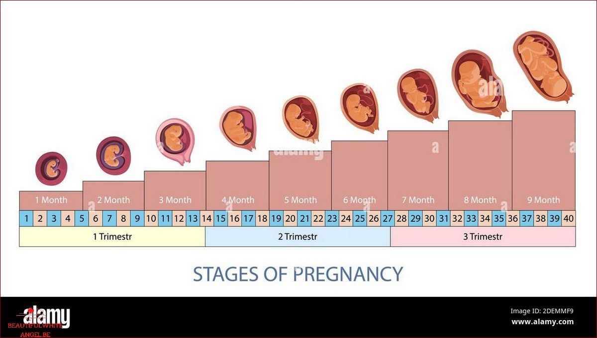 Les étapes du fœtus en développement