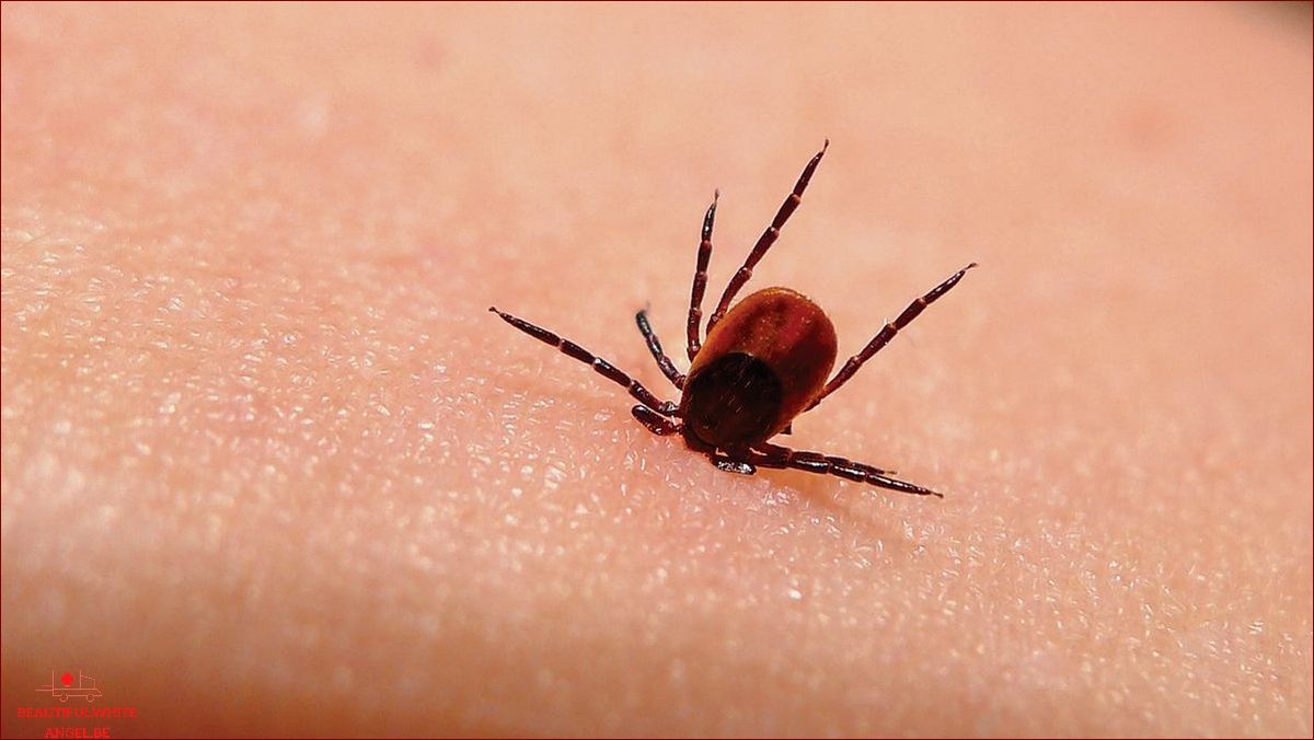 Maladie de Lyme un nouvel antibiotique pour la soigner et l éradiquer