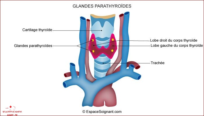 Les glandes parathyroïdes définition et rôle